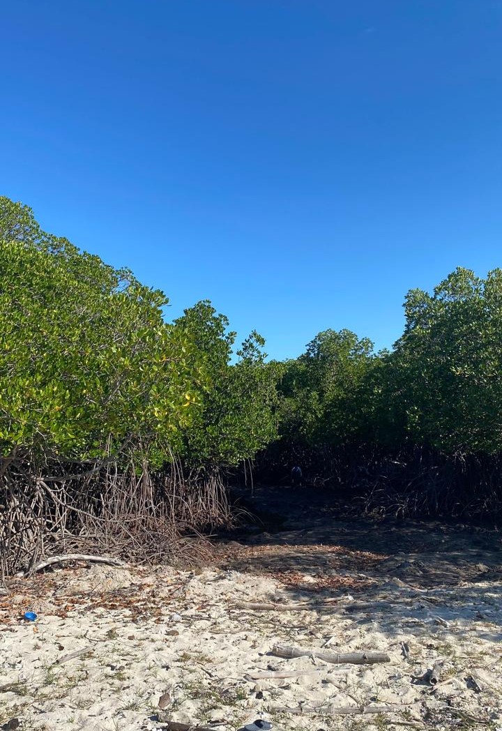 Mangrove